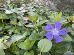 Vinca major