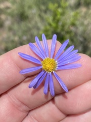 Felicia hirsuta