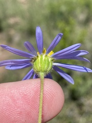 Felicia hirsuta