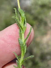 Felicia hirsuta