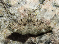 Peribatodes ilicaria