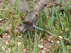 Erythrodiplax atroterminata