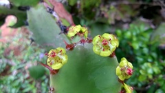 Euphorbia antiquorum