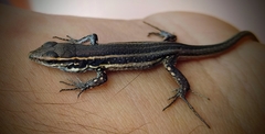 Gallotia caesaris gomerae