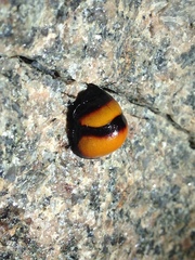 Libyaspis coccinelloides