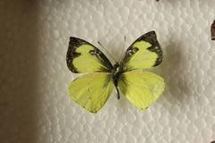 Leptophobia eleone eleone