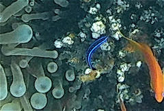 Larabicus quadrilineatus