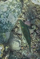 Canthigaster margaritata
