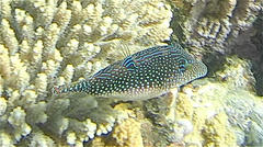 Canthigaster margaritata