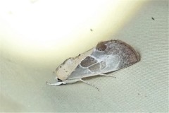 Westermannia gloriosa