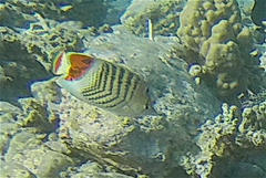 Chaetodon paucifasciatus