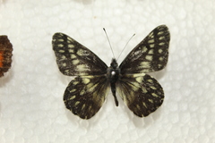 Catasticta semiramis