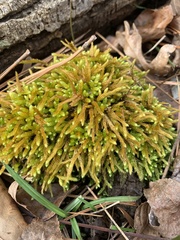 Bryoandersonia
