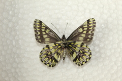 Catasticta semiramis