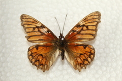 Dione glycera