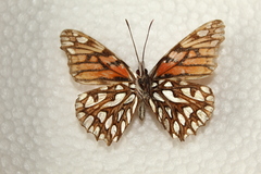 Dione glycera