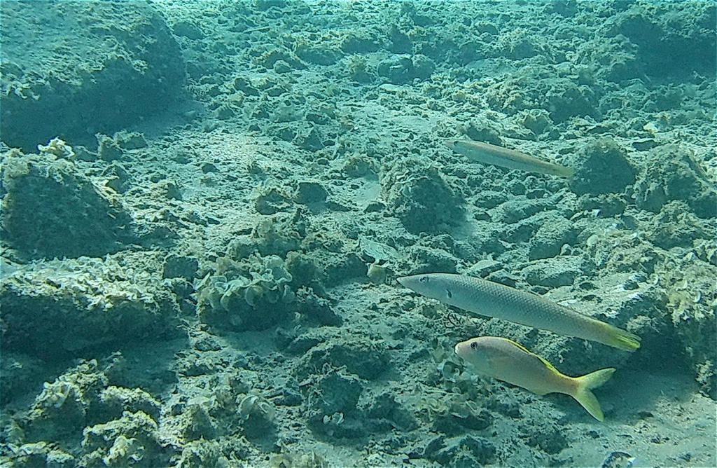 Cigar wrasse