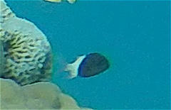 Pycnochromis dimidiatus