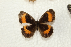 Pedaliodes phaea