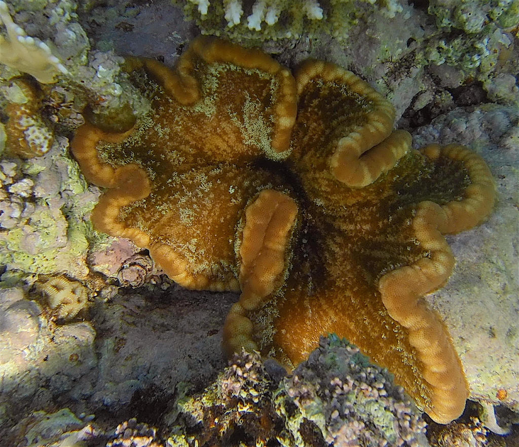 adhesive sea anemone