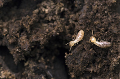 Reticulitermes banyulensis