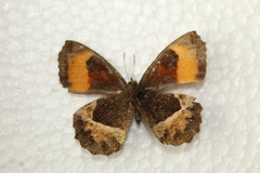 Pedaliodes phaea
