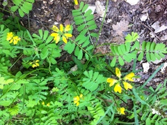Hippocrepis