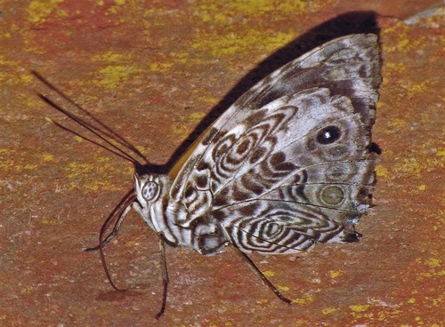 Smyrna blomfildia blomfildia