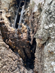 Oxytrigona tataira