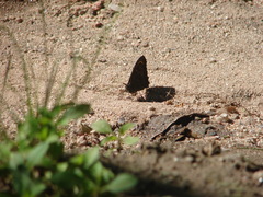 Haywardella edmondsii