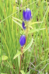 Gentiana linearis