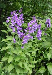 Campanula latifolia