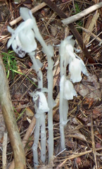 Monotropa uniflora
