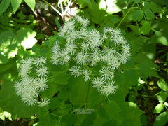 Thalictrum sachalinense