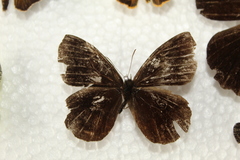 Pedaliodes polusca