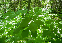 Eleutherococcus senticosus