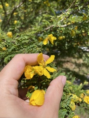 Senna polyphylla