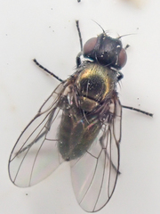 Agromyzinae