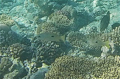 Lutjanus ehrenbergii