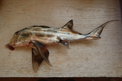 Callorhinchus callorynchus