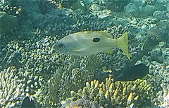 Lutjanus ehrenbergii