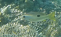 Lutjanus ehrenbergii