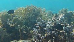 Pomacentrus trichrourus