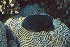 Pomacentrus trichrourus