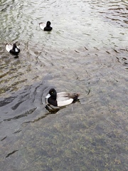 Aythya affinis