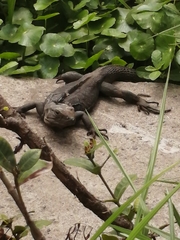 Ctenosaura acanthura