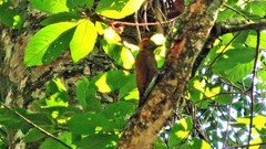 Dryobates maculifrons