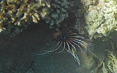 Pterois cincta