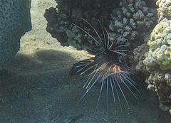 Pterois cincta