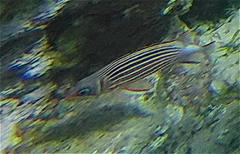 Sargocentron diadema